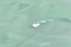 Tylosurus crocodilus