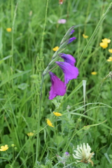 Gladiolus tenuis