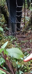 Verrucosa