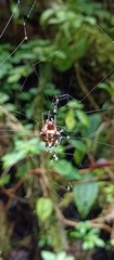 Verrucosa