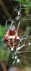 Verrucosa