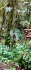Verrucosa
