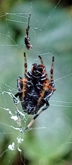 Verrucosa