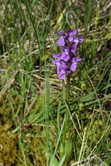 Dactylorhiza euxina