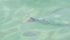 Tylosurus crocodilus