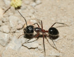 Camponotus intrepidus
