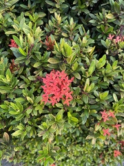 Ixora coccinea