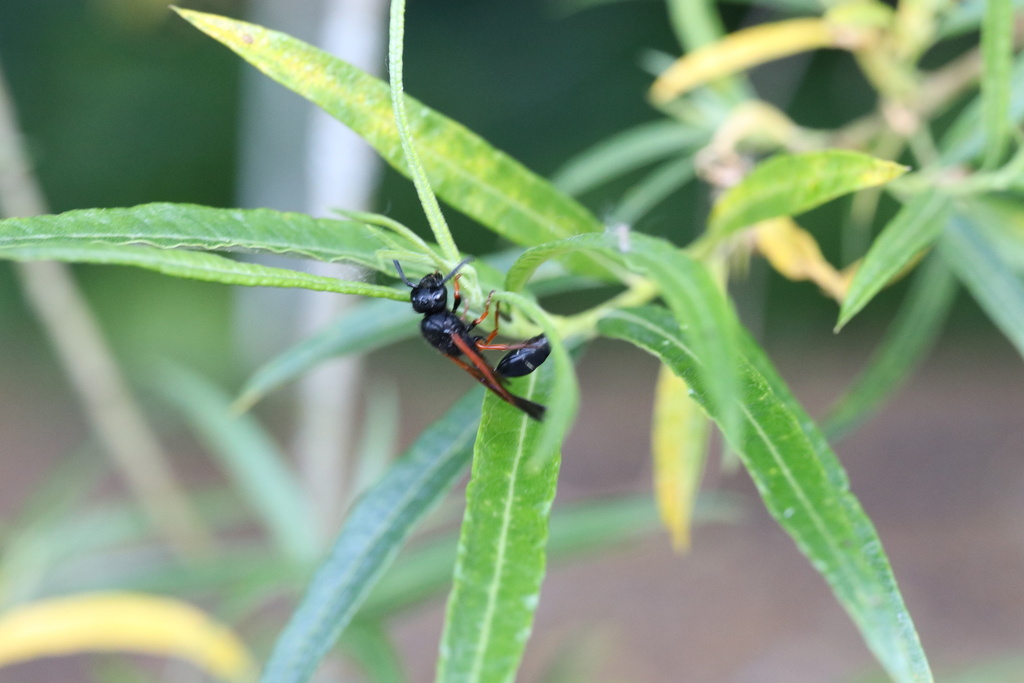 Protodiscoelius merula