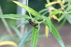 Protodiscoelius merula