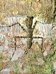 Liturgusa