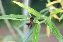 Protodiscoelius merula