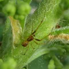 Anelosimus studiosus