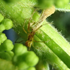 Anelosimus studiosus