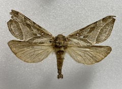 Sthenopis argenteomaculatus