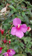 Arthrostemma ciliatum