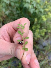 Ludwigia microcarpa