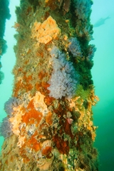 Clavelina moluccensis