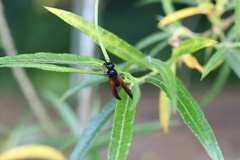 Protodiscoelius merula