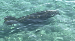 Trichechus manatus latirostris