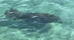 Trichechus manatus latirostris