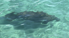 Trichechus manatus latirostris