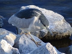 Nycticorax nycticorax