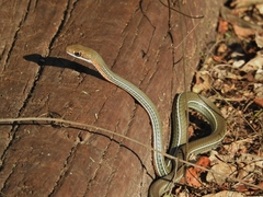 Masticophis schotti ruthveni