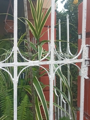 Dracaena angustifolia