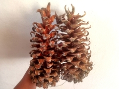 Pinus ayacahuite