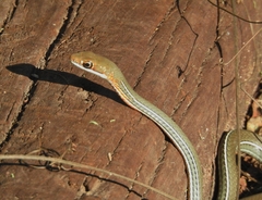 Masticophis schotti ruthveni