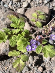 Phacelia scariosa