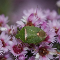 Ocirrhoe unimaculata