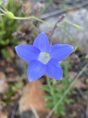 Wahlenbergia capillaris