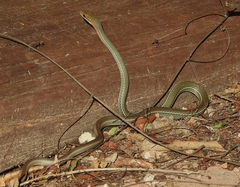 Masticophis schotti ruthveni