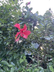 Hibiscus rosa-sinensis