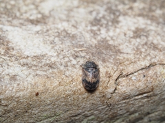 Lophocateridae