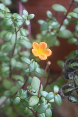 Portulaca