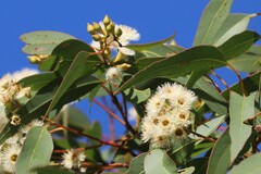 Eucalyptus suffulgens