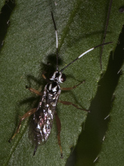 Lymeon orbus