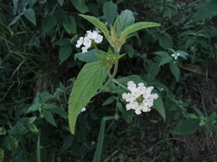 Lantana canescens