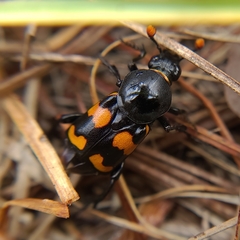 Nicrophorus carolina