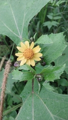 Melampodium divaricatum