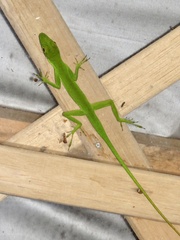 Anolis chloris