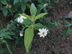 Lantana canescens