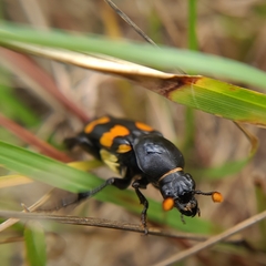 Nicrophorus carolina