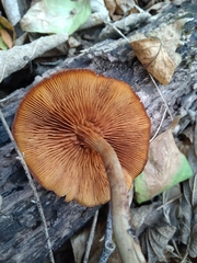 Galerina marginata