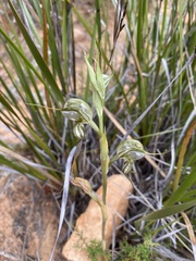 Pterostylis biseta