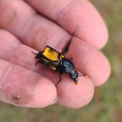 Nicrophorus carolina
