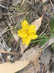Goodenia lanata