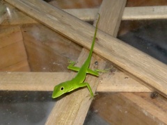 Anolis chloris